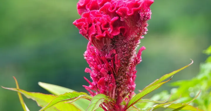 种植鸡冠花注意事项