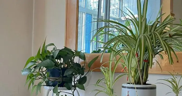 一女子晒出86岁姥姥的家：全屋一尘不染，家具虽老但却整洁有序！