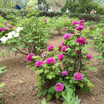 醉美九洲：:冬雪滋红梅，求下联？