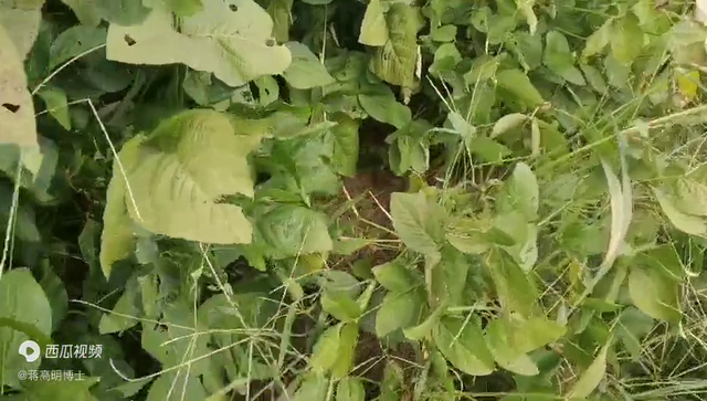 弘毅生态农场六不用大豆因多雨无法人工除草仅简单割草后与...