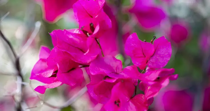 别再等春天！三角梅催花4步走，花苞呼呼冒
