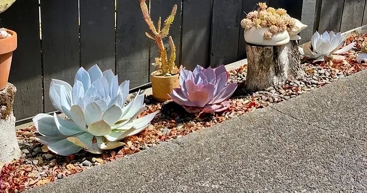 云南一姑娘将多肉种在地里,一不留神长成"巨无霸",真壮观