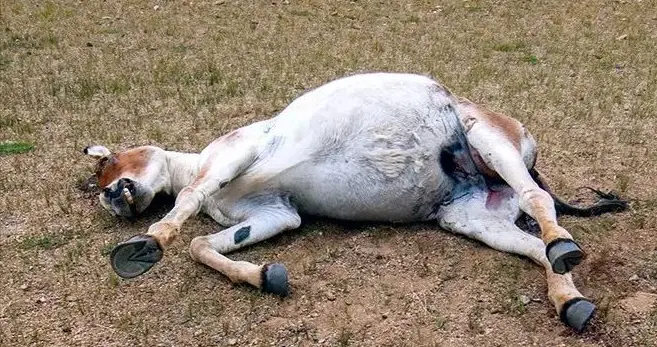 捡的也违法！2022年西藏男子割一条卖了2300，专家鉴定价值60万