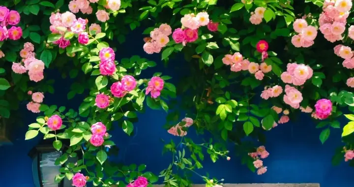 浅夏藤蔷，温柔向阳