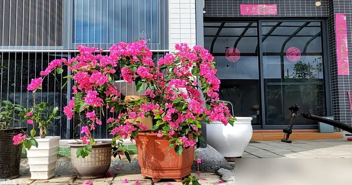5月养三角梅，做好“4不缺”，轻轻松松养爆盆