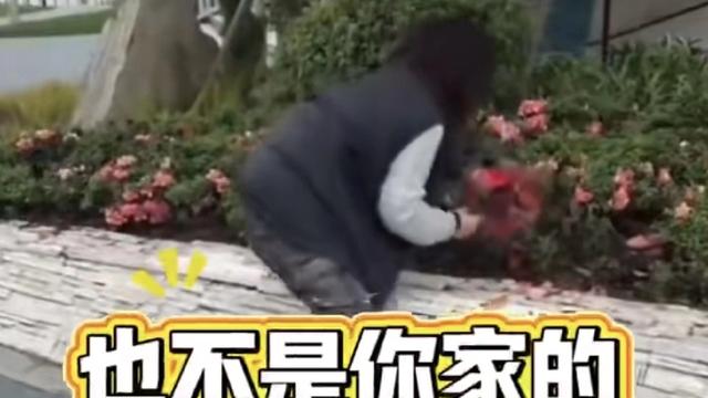 旭日祥瑞：女子公园里遛娃撞见大妈摘花，上
