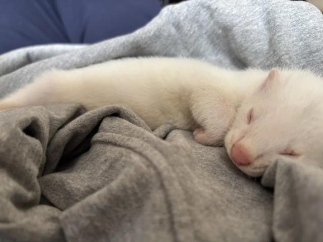 宠物板块的投资逻辑