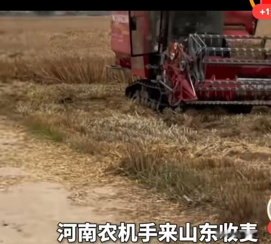河南农机手来山东收麦子，村民在田间都安排好了接风宴，有鸡有鱼 6 个菜...