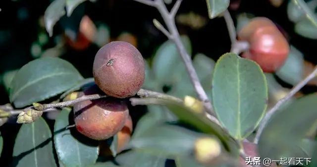 韶华易逝，浮生若梦，红颜倾城花已逝，诗和远方安流年