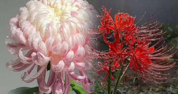 警惕文化入侵！两朵中国千年名花，被日漫和西方带偏，成了晦气花