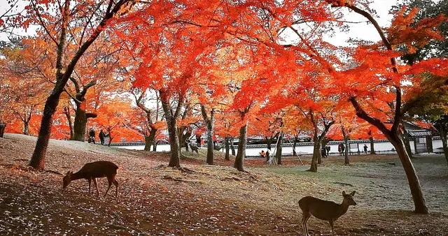 （瑞士）弗兰茨•霍勒尔：再次占领