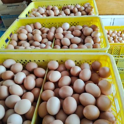 家中朋友：北京鸡蛋多的是！为啥800公里