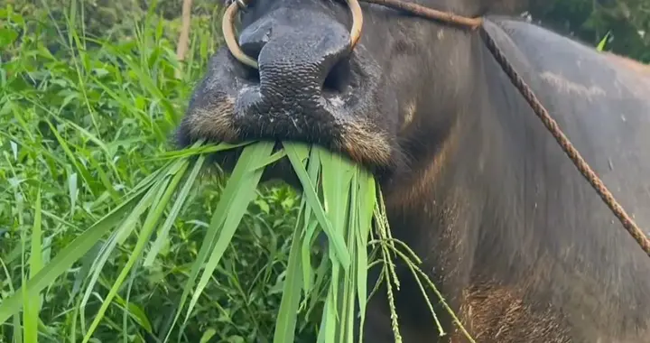 为什么牛只吃素，却可以长那么强壮？人类为什么不学？