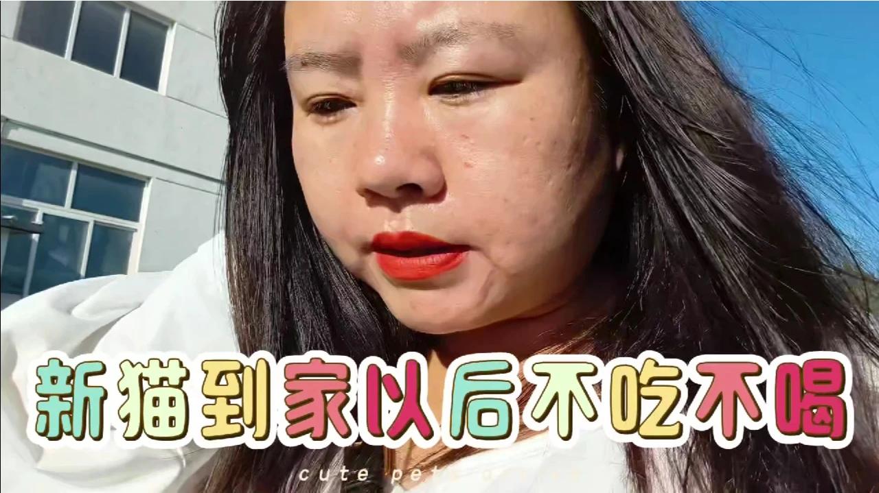 新猫到家不吃不喝怎么办