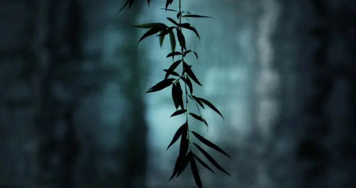 8 首唐诗里的 "梦中"：原来古人的思念与怅惘，都藏在枕畔清梦间