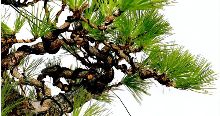 树木盆景造型技法（一）铝丝蟠扎