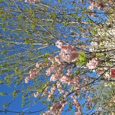 行走世界的云：曾经当过初一《植物学》课代