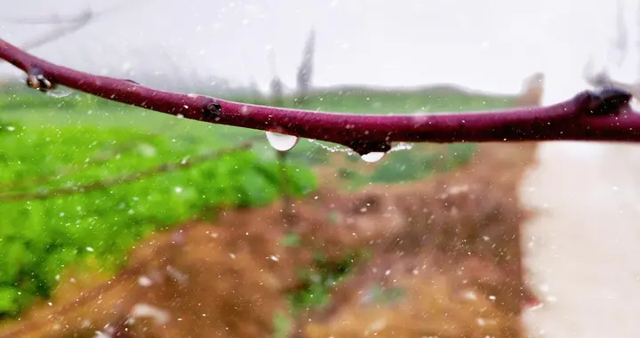 今日是二月初五，“春雨多不多，就看二月初五”，今年雨水多吗？
