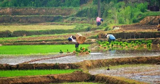 《田园时光慢煮诗》