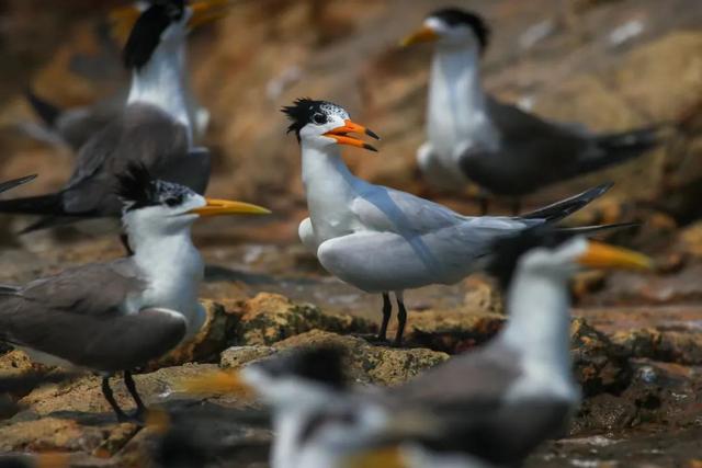全球仅有150只左右的“神话之鸟” 2022年，首次在福建繁殖被抓拍