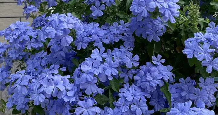 这6种花太好活，沾土就生根，养一次直接上瘾到停不下来！