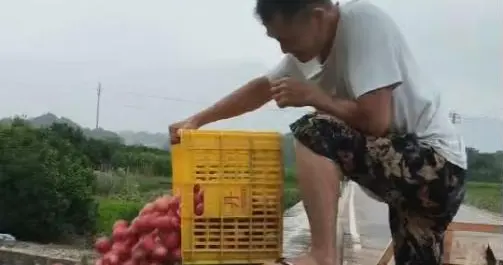 因价低难卖果农将桃子倒入河中？当地果农：倒掉的是损伤残次果，不够售卖标...