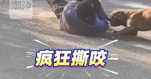 老人误开狗门，遭恶犬三次撕咬，一次比一次凶狠，看完视频泪目了