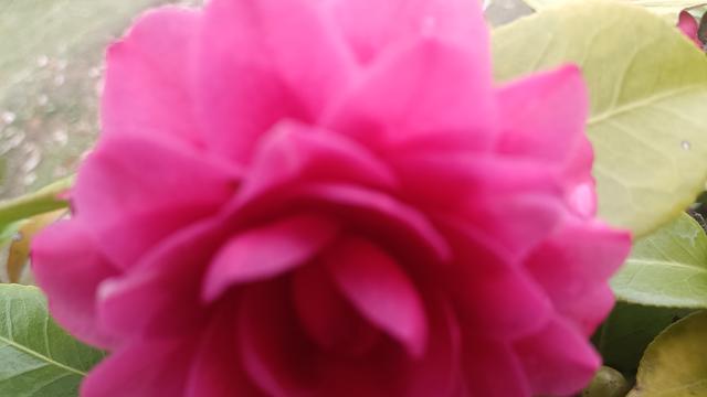 田园摘果的体验者