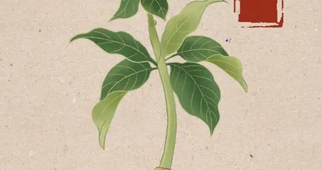 中伏的厨房，就是你的药铺子