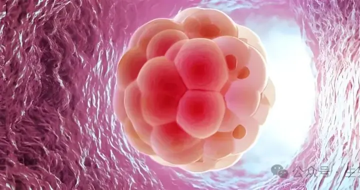 为何胚胎安家难？陈慧团队找到关键！就是它让流产风险骤增2.63倍