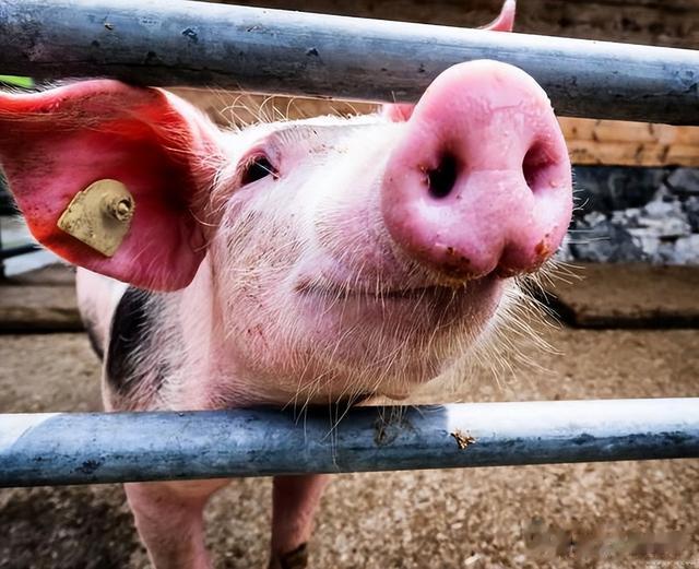 生猪行业往后能繁环比下降，但部分企业上产能，为何？