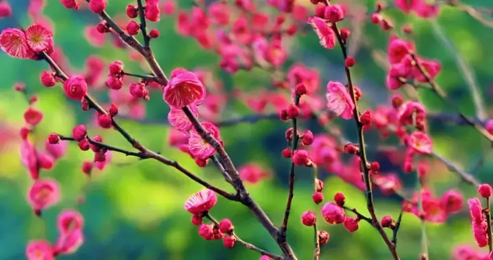绝美！乘坐地铁6号线，走进重庆这个超大的森林公园，第一波红梅开得正艳