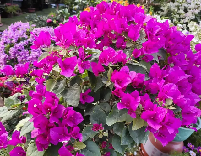 认识30种我国南方常见植物