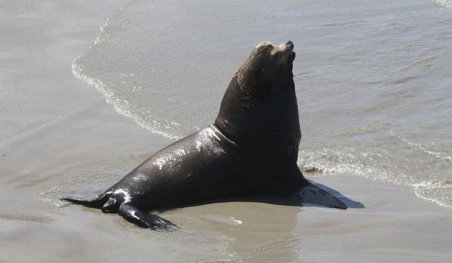 青岛海面上出现疑似海豹的大型生物，如何区分海豹、海狮和海狗？