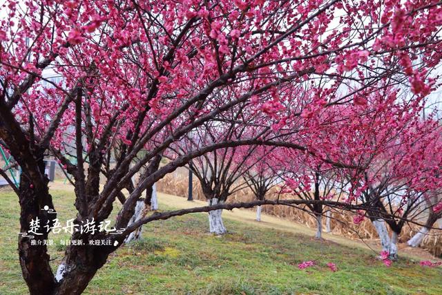 浙江宁波面积最大的梅园，百株红梅打造如画水乡风情，烟雨中更美