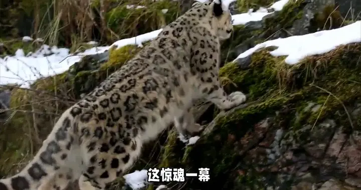 雪豹咬伤后续！女游客很漂亮，已经毁容，知情人曝内幕，被...