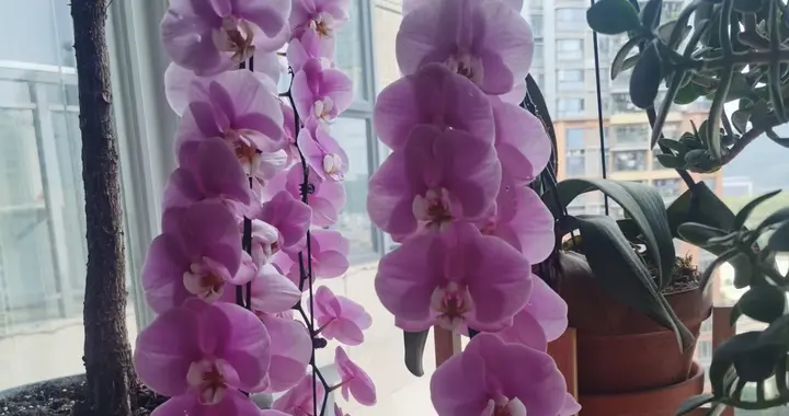 10种花，夏天越热长得越慢，记得控水停肥别太晒，乱养只剩空盆！