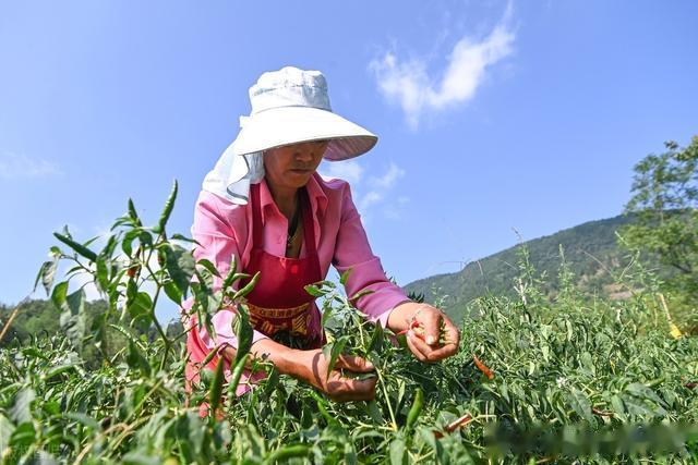 重庆市酉阳县致富彩椒忙碌中