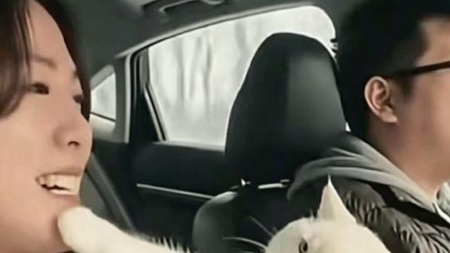 媒体人盈盈：江浙，一对小夫妻开车回河南周