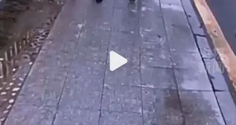 湖北3名小学生火上央视：看见一棵植株，电话手表报警 获荣誉表彰