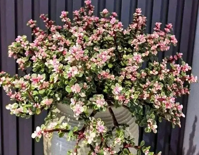 马上入夏季，多肉记住“3别3足”，度夏更轻松，不容易黑腐化水