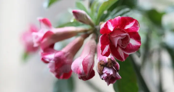 沙漠玫瑰冬天容易烂根？低于10度做好1件事，安全养到爆花！