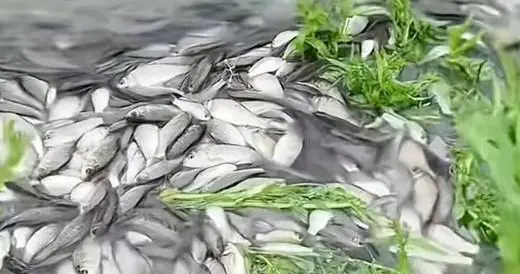 场面壮观！防城港大批过山鲫鱼涌上马路集体赶路，原因终于查清