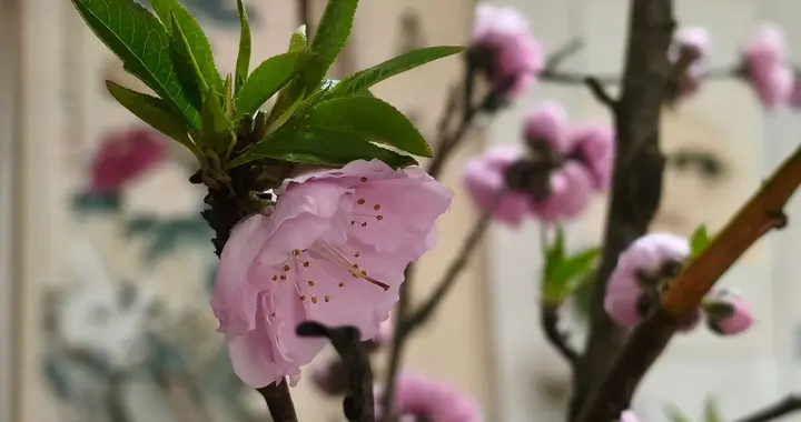 农村老人的养老金，就只值一壶大豆油几斤大米哪么简单吗？