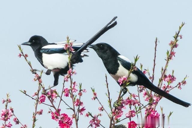 明年意外之财不断的4大生肖，2025年你的运势如何？