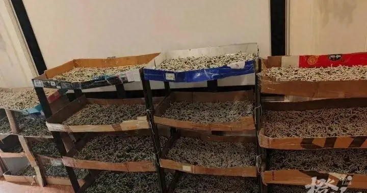 孩子要一条自制蚕丝被，家长网购1万粒蚕卵！如今每天吃30斤桑叶