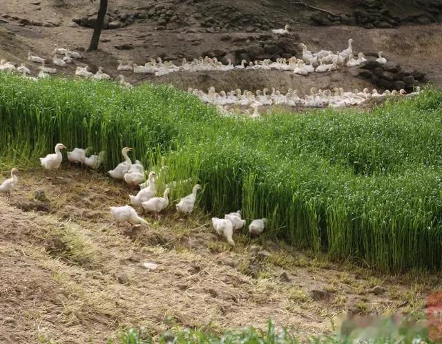 荣昌卤鹅可以快递寄送给吃客，比堂食的烧烤、麻辣烫更能长远发展