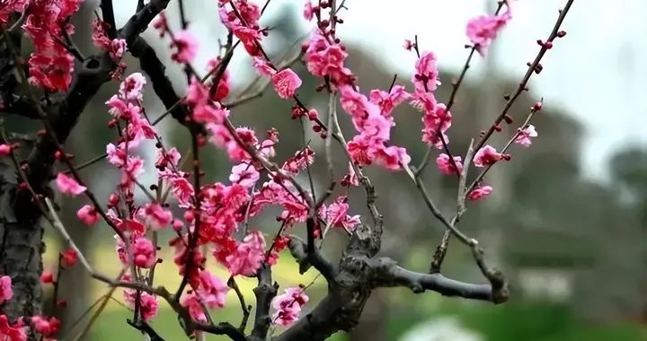 独把寒梅愁断肠——李群玉《人日梅花病中作》赏析