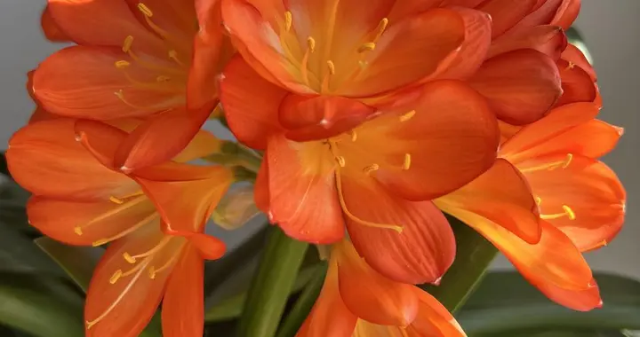 冬季给君子兰施肥？先看这2点，否则烧根烂芯