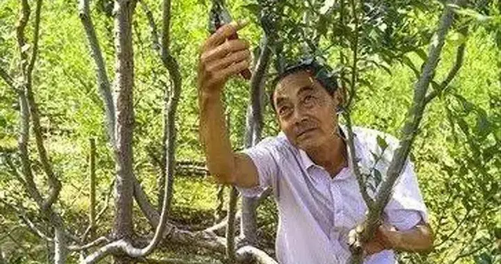 河南农民花8年种出椅子，出价8万一把都不卖，专家: 我真佩服你